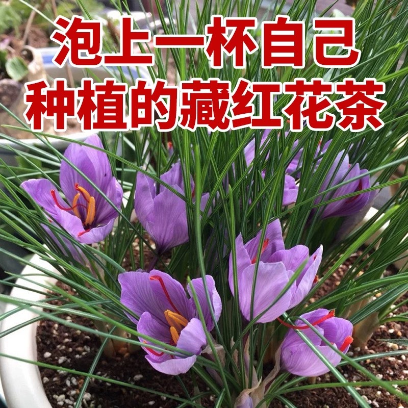 【新疆包邮】藏红花种球室内外盆栽花卉番红花家庭园艺耐寒植物