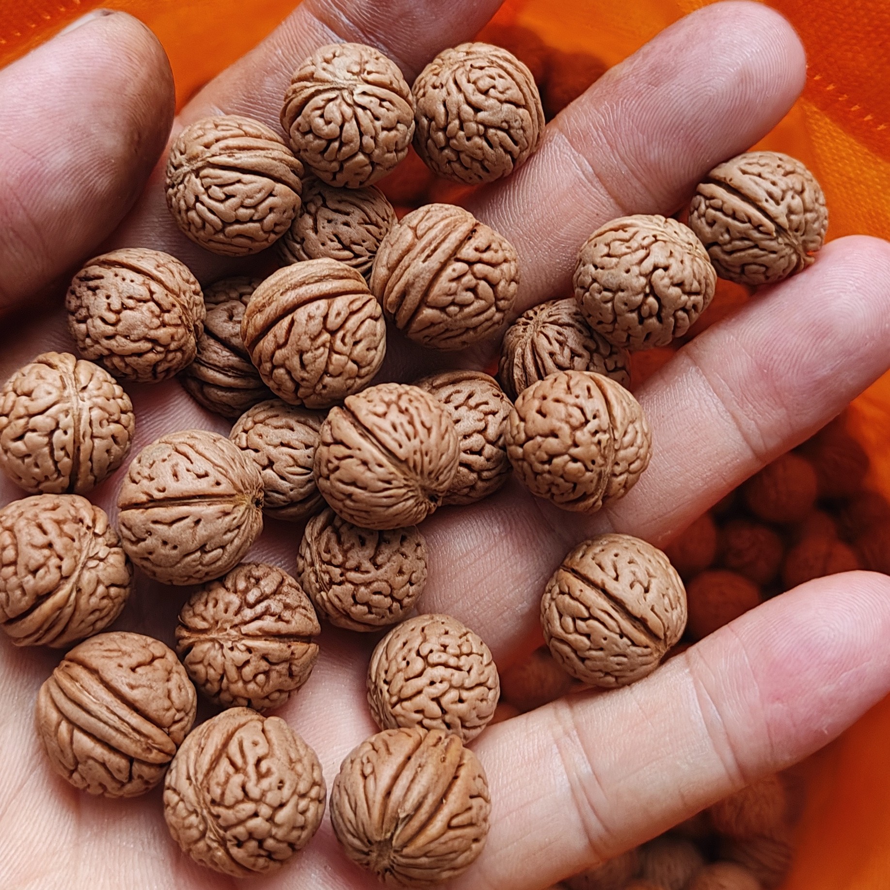 同树矮桩1010颗，打包议价。散籽一颗2.5元50颗发合计125