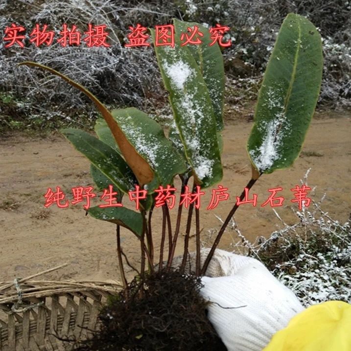 深山药材苗正宗石苇苗伤口药骨牌草牛耳朵 可做假山造景 耐寒耐旱