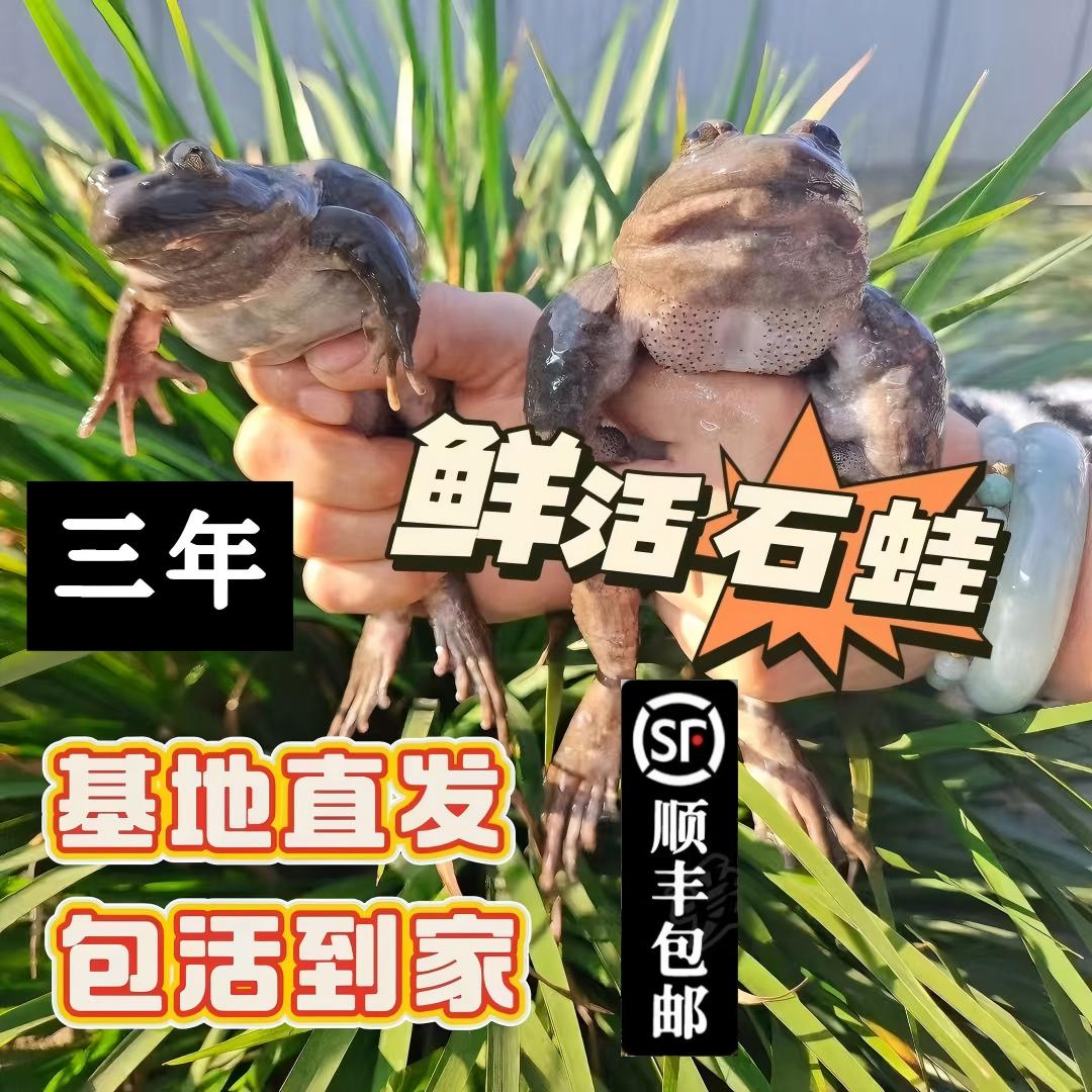 一斤三年蛙（共4只）、鲜活石胸蛙石鲮石冻滋补妇孺月子老人大补