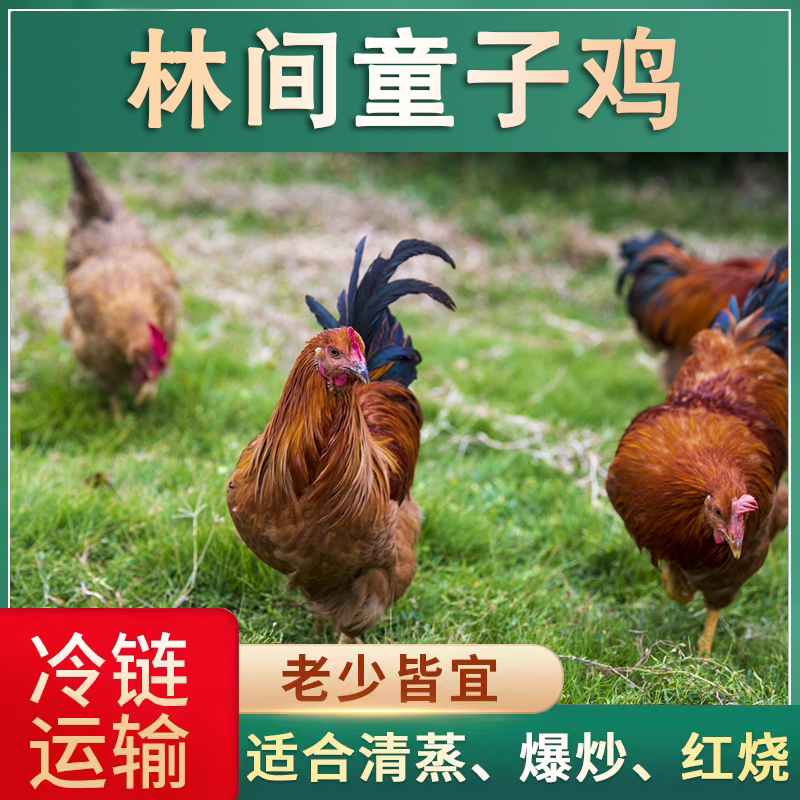 农家放养100天黄脚童子鸡 净膛 肉质鲜嫩 700g/只*4