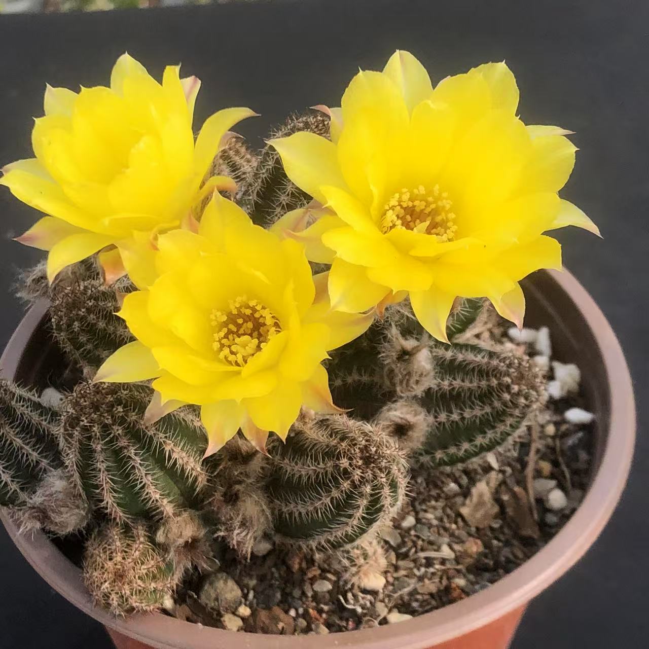 高山仙人球白檀普拉