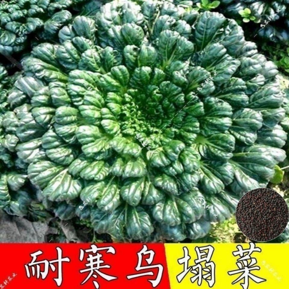 【乌塌菜种子】绿叶高钙蔬菜养心菜黑白菜种子四季播种农家乌塌菜