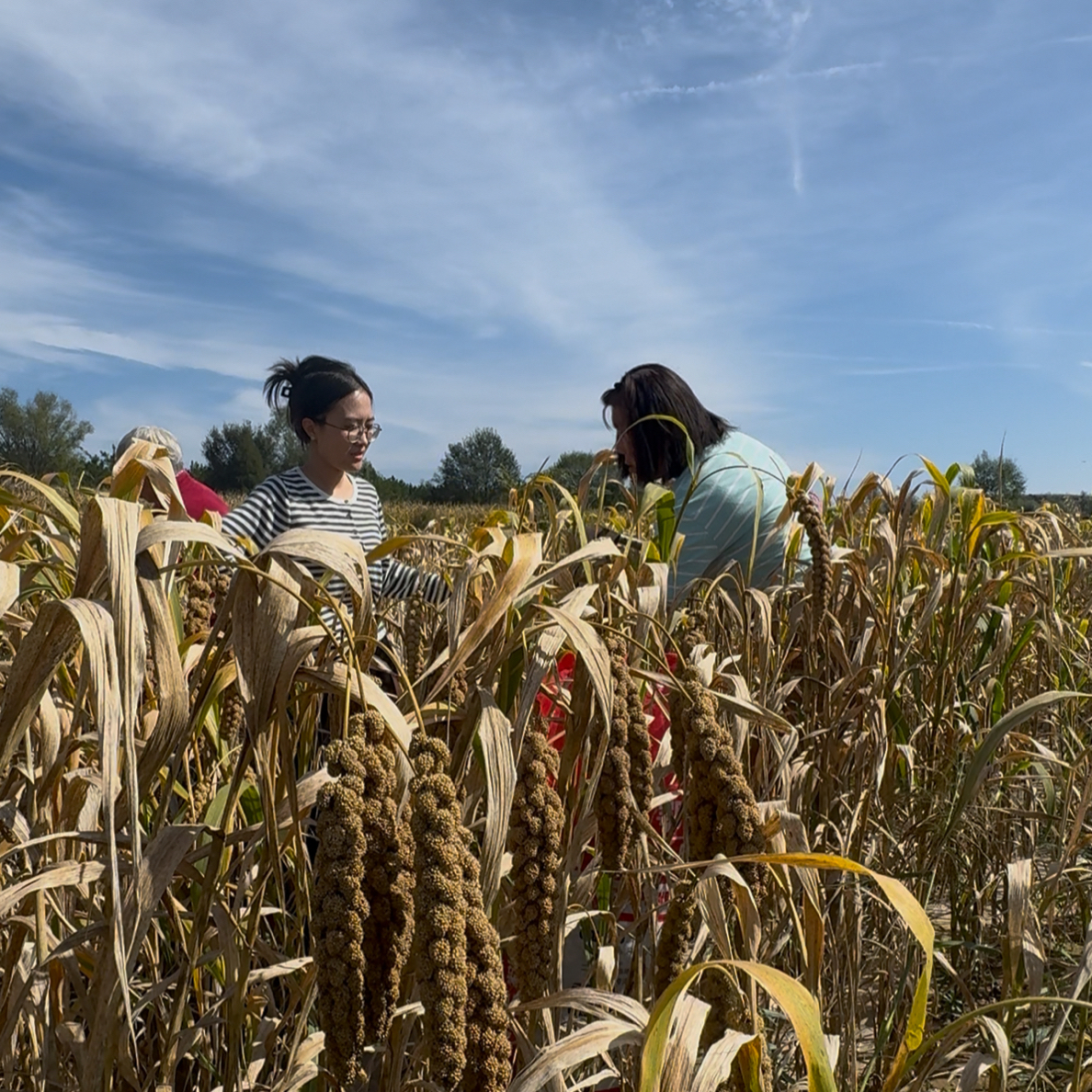 ［阿萍］正宗山西沁县黄小米5斤装