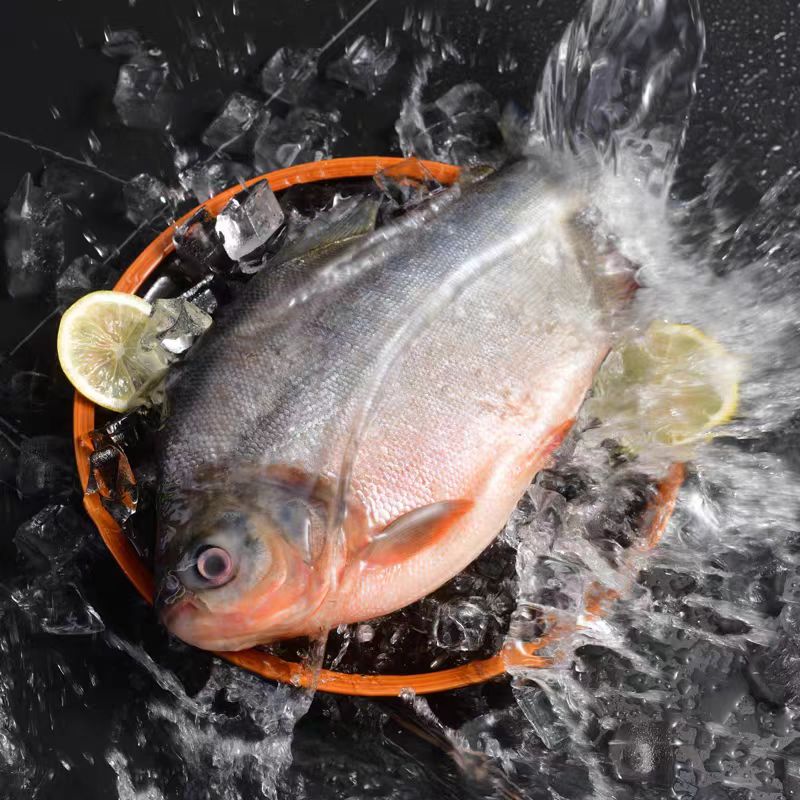 连云港6条大号红鲳鱼共6斤左右（400-600g/条）肉厚刺少肉质鲜美