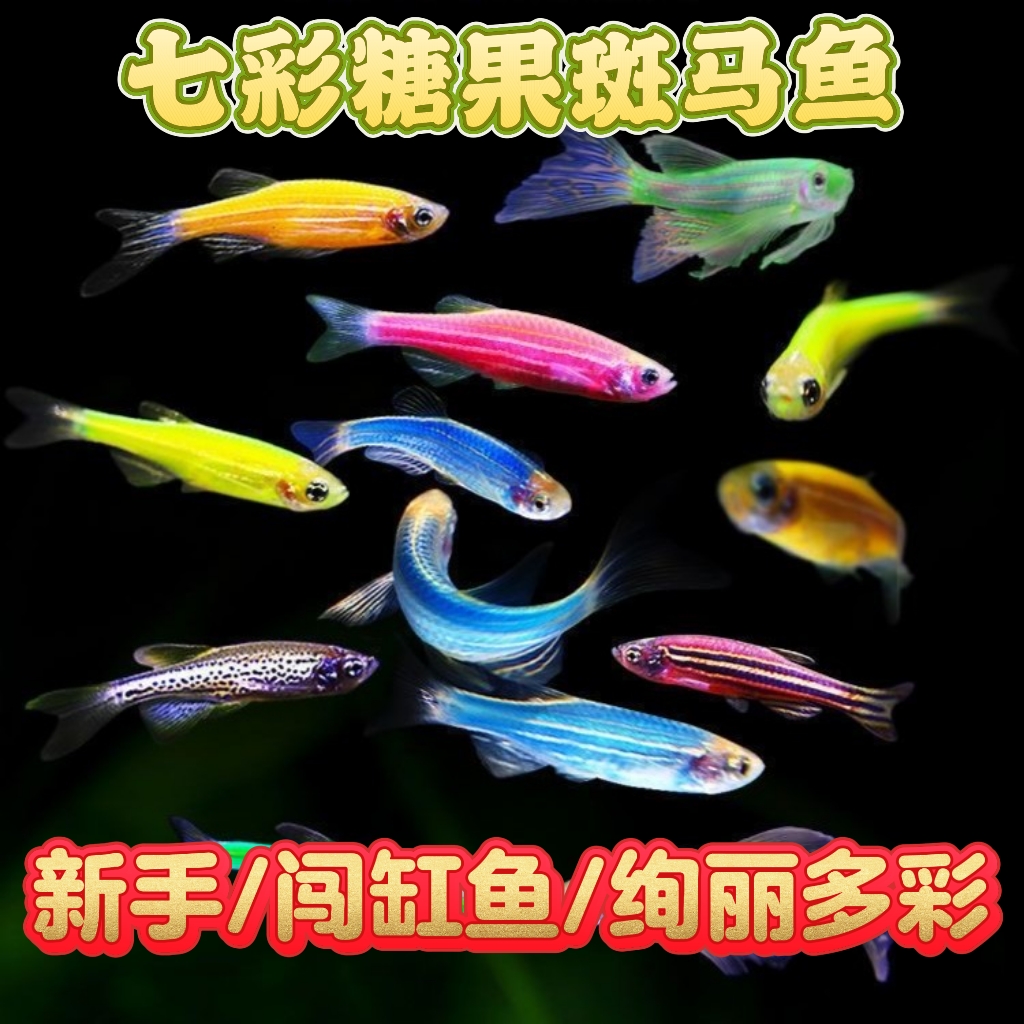 七彩糖果斑马鱼淡水鱼小型耐活新手养鱼自来水观赏鱼好养红绿灯