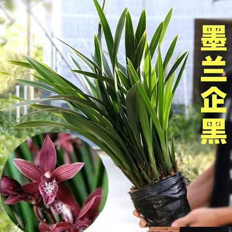 【企黒墨兰】AA报岁兰年宵花大叶花卉绿植好养容易活