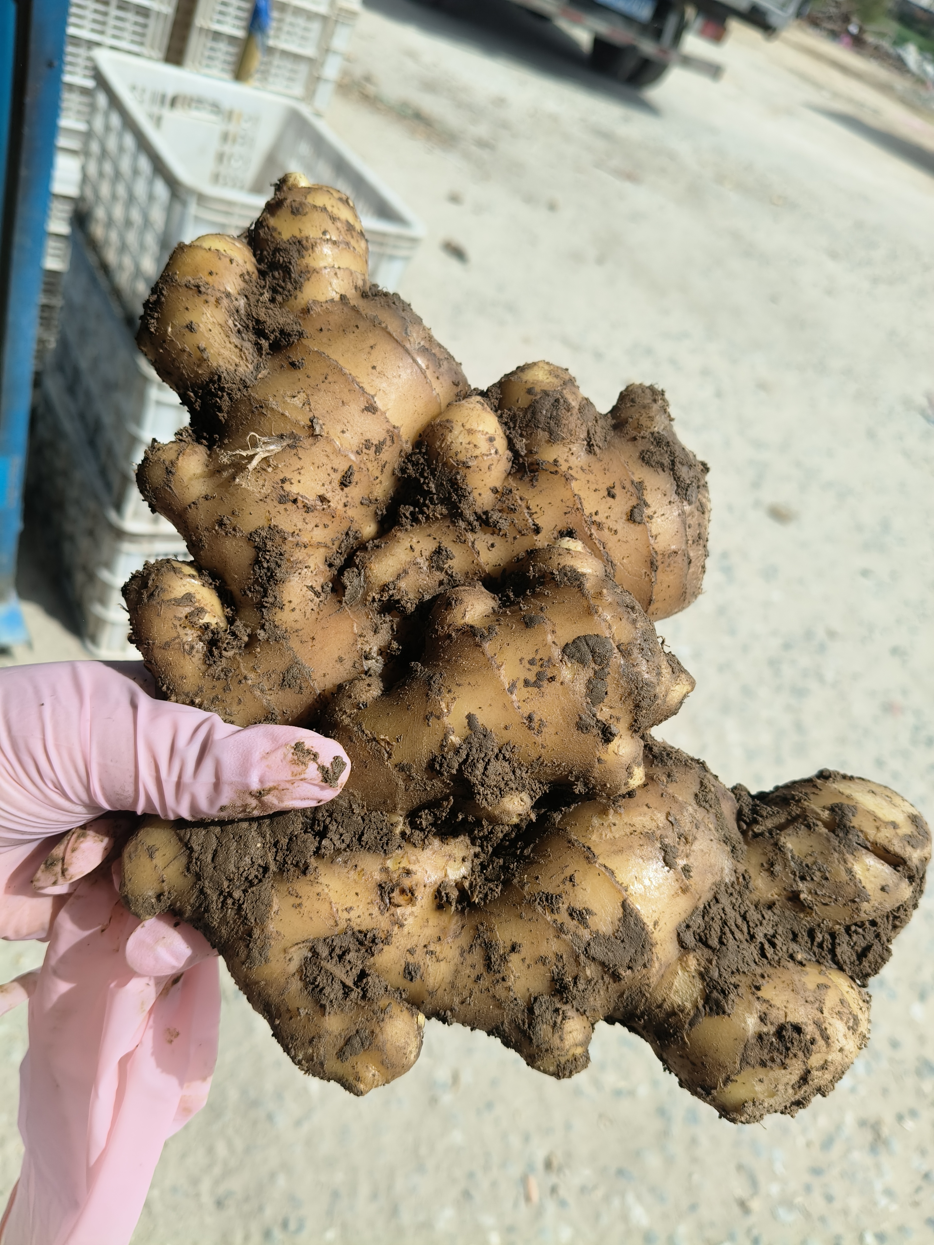 山东窖藏大黄姜现拿现发浓郁香味辛辣够味新鲜生姜