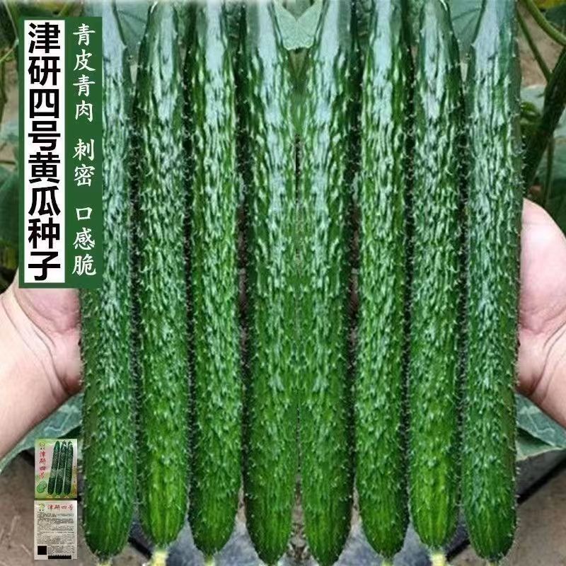 【津研四号黄瓜种子】四季播种黄瓜籽南方庭院当季青瓜