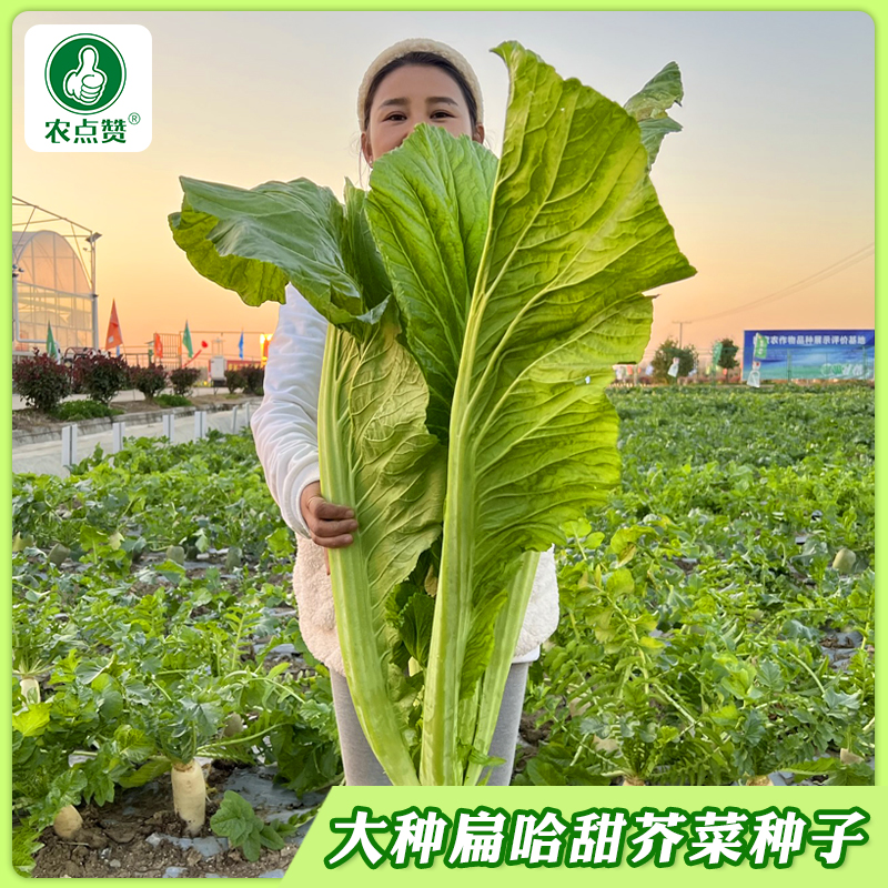 【大叶甜芥菜种子】广东芥菜四季宽邦青菜腌酸菜泡菜种子高产优选