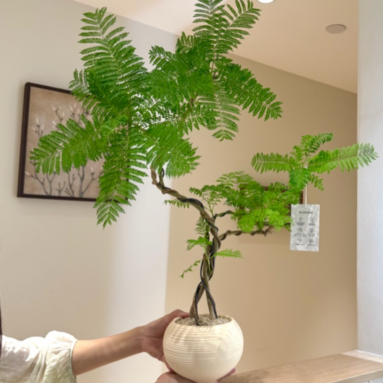 好事成双造型蓝花楹盆栽盆景室内客厅办公室桌面观叶趣味花卉绿植