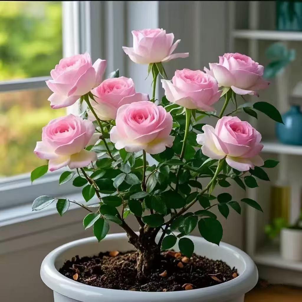 【香水玫瑰】玫瑰花老桩苗耐寒耐热四季可种植物盆栽大花月季浓香型