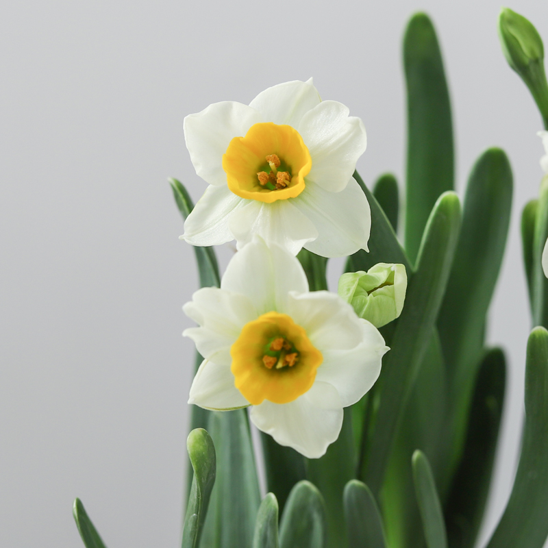 漳州水仙花矮化好水培花卉冬季耐寒浓香型室内外好养