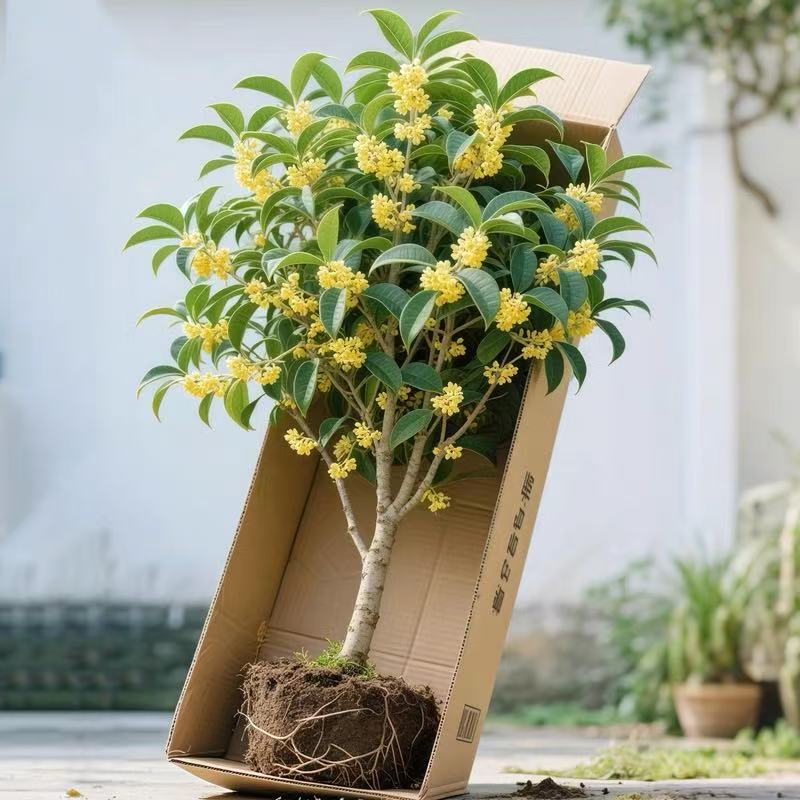 四季桂花盆栽浓香型耐寒好养适合室内外庭院阳台绿植