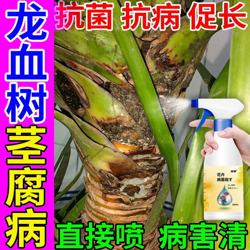 龙血树茎部腐烂茎腐病专用喷雾多菌灵烂杆烂根茎腐烂茎变软营养液