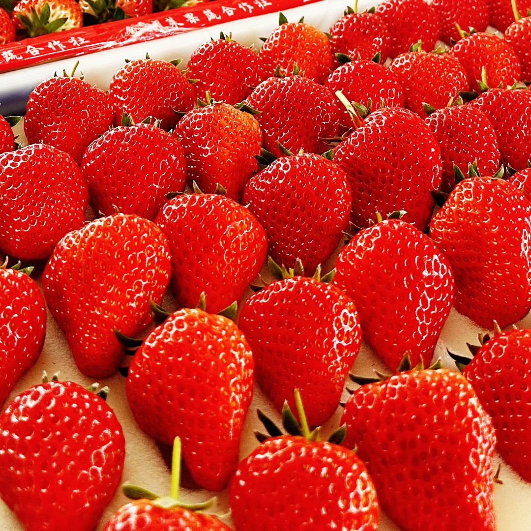 【丹东空运直发】正宗丹东99大草莓现摘新鲜牛奶红颜应季甜水果包邮