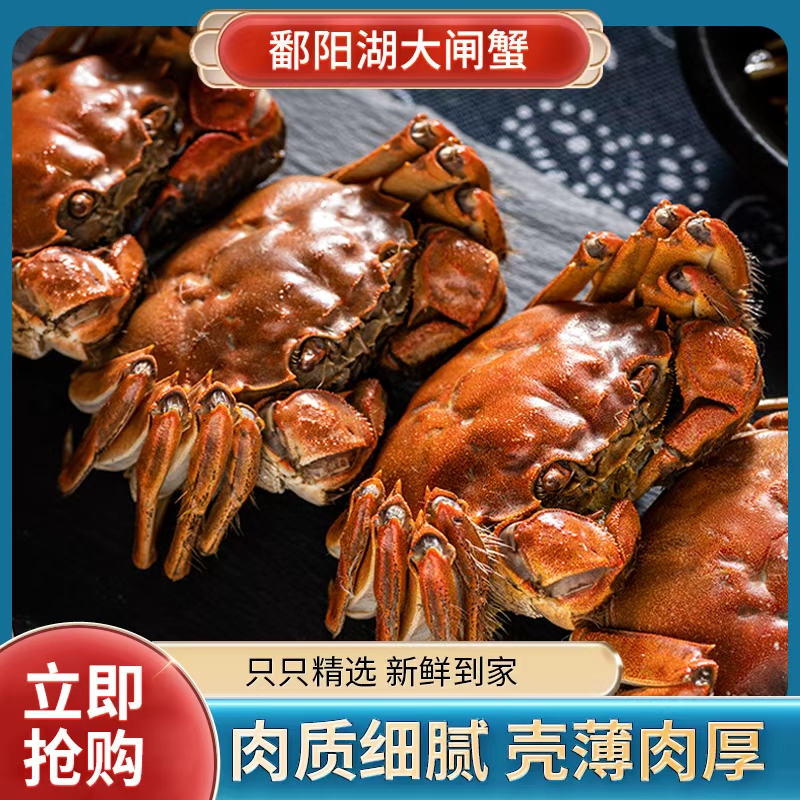 【鄱阳湖大闸蟹】【精品活蟹】 3.5两/只【公蟹】活公蟹鲜嫩肥美肉质