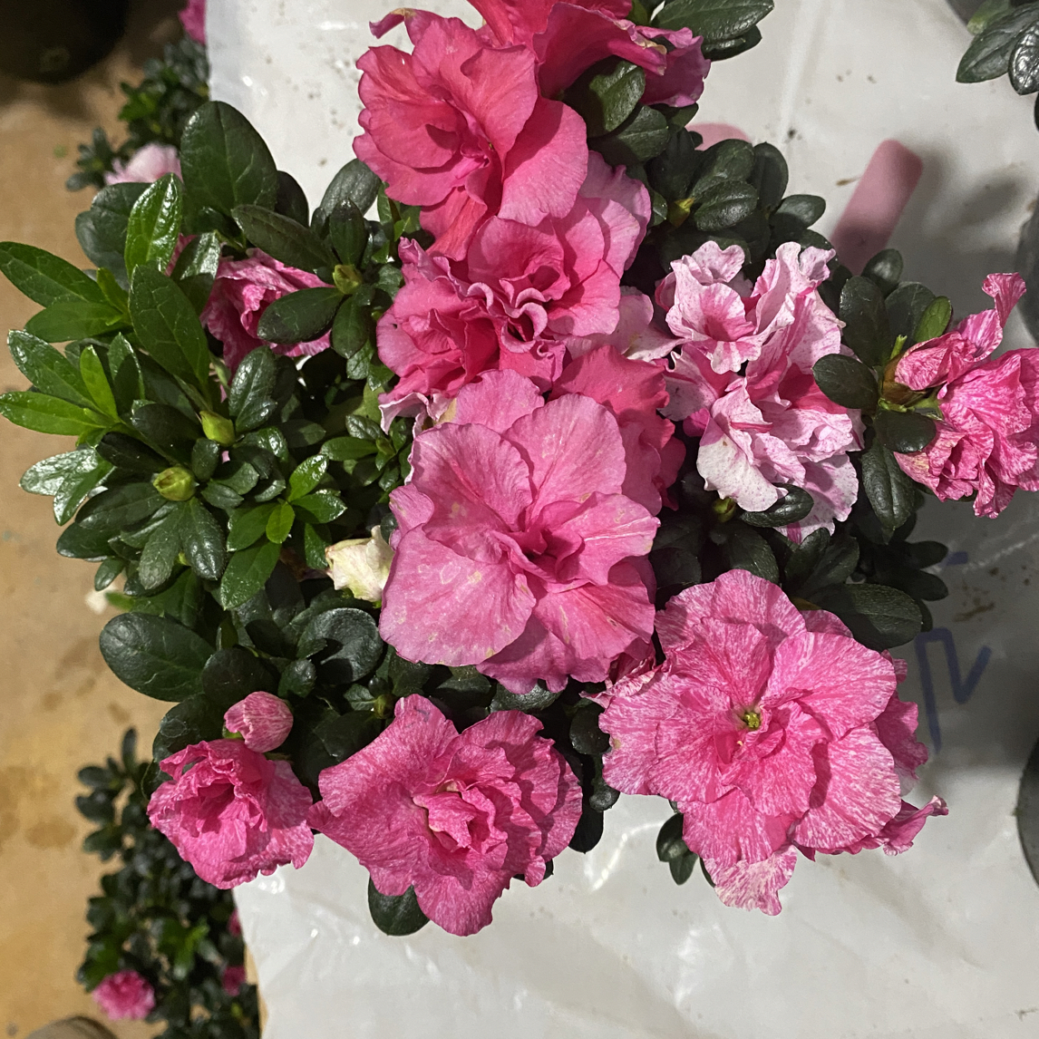 五宝多色杜鹃花带花苞四季盆栽客厅办公室散光养护