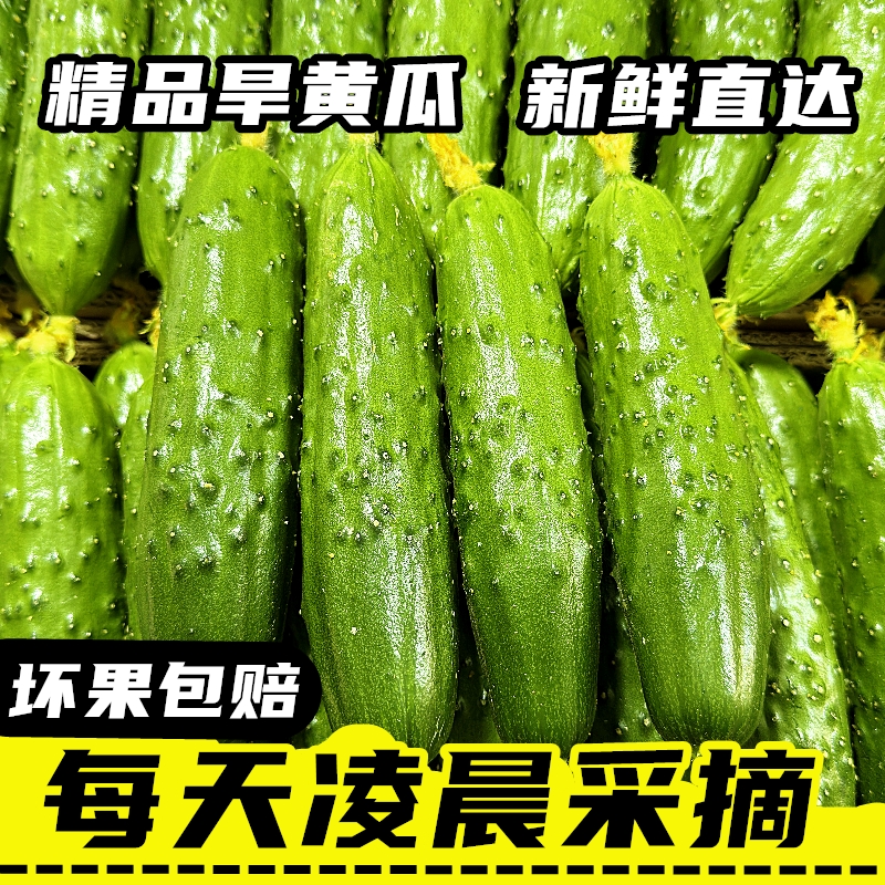 东北旱黄瓜新鲜水果小黄瓜生吃小青瓜带刺黄瓜脆嫩小黄瓜凉拌黄瓜