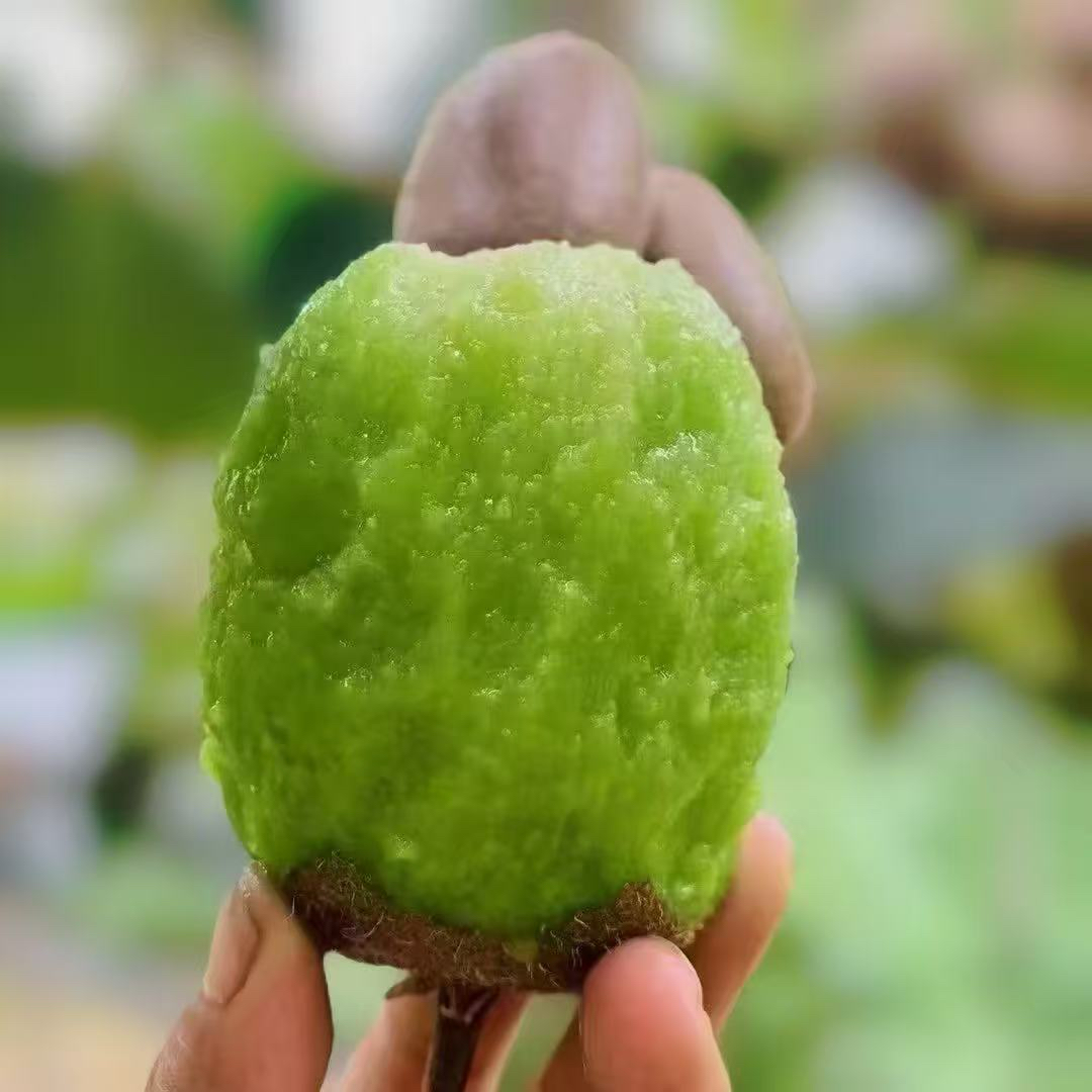 陕西眉县徐香猕猴桃新鲜绿心水果香甜多汁应季现摘现发