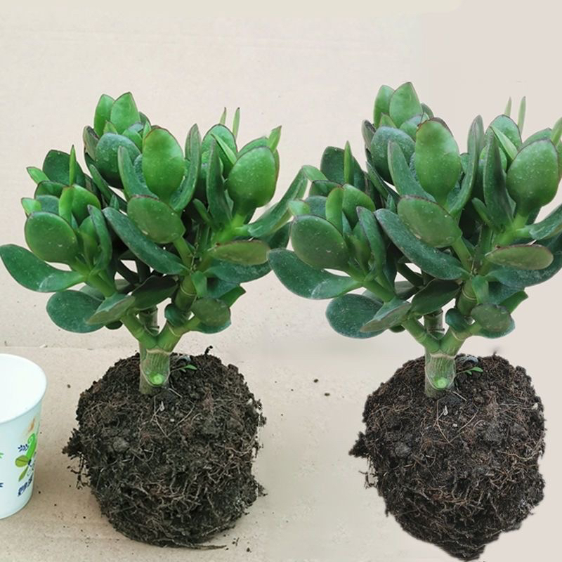 玉树盆栽多肉植物大肉特大号玉树老桩燕子掌吸甲醛四季好养植物