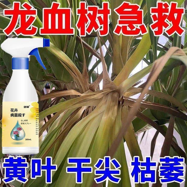 龙血树黄叶干尖专用营养液龙血树干枯死苗烂心烂根专用肥料除菌剂