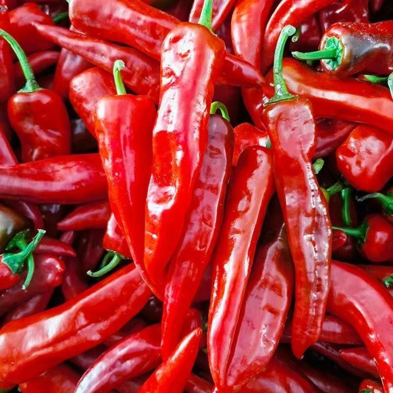 新鲜红辣椒新鲜中辣长红辣椒现摘现发大泡椒牛角椒辣椒酱专用