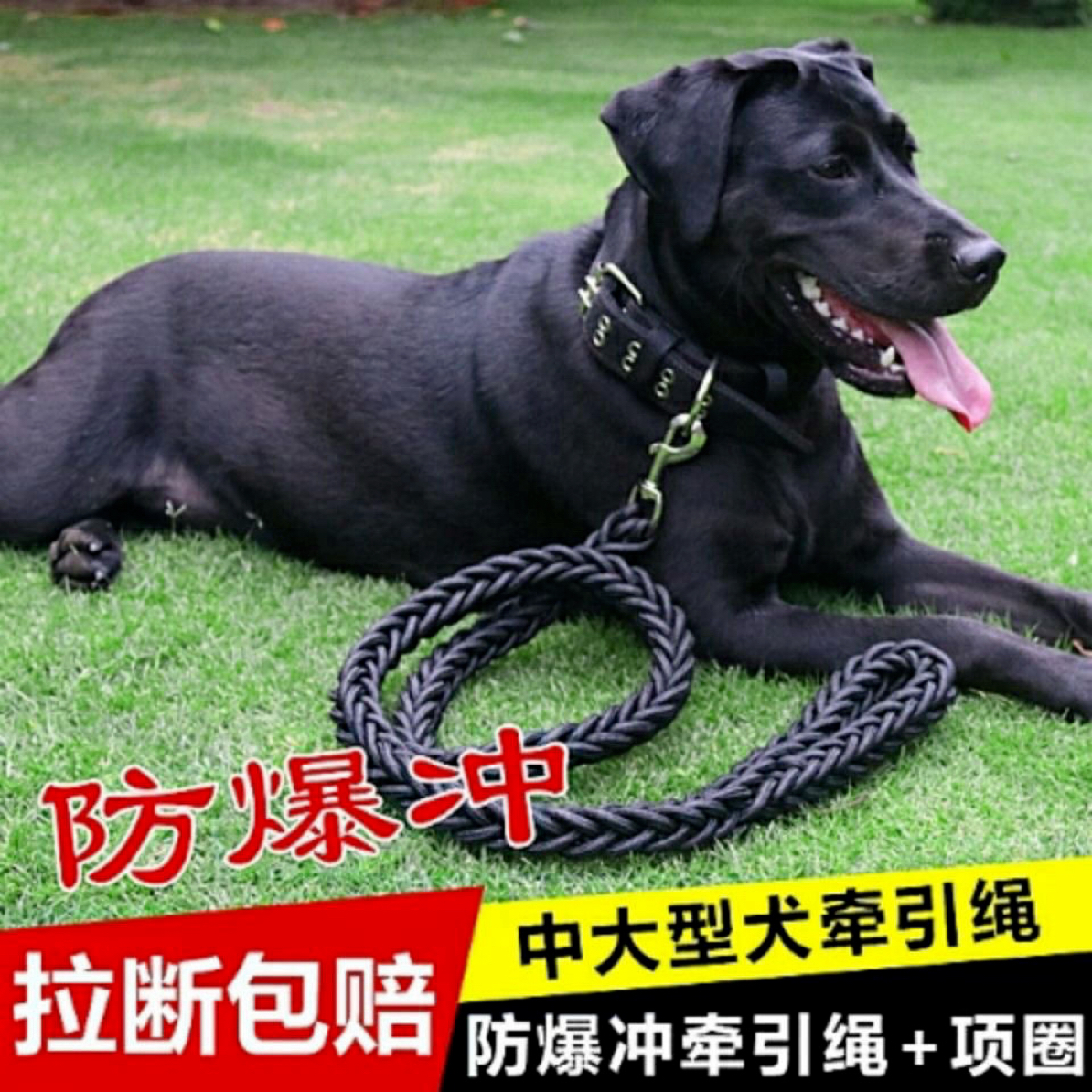 大中型犬通用狗狗牵引绳加粗狗链可调节项圈遛狗用品