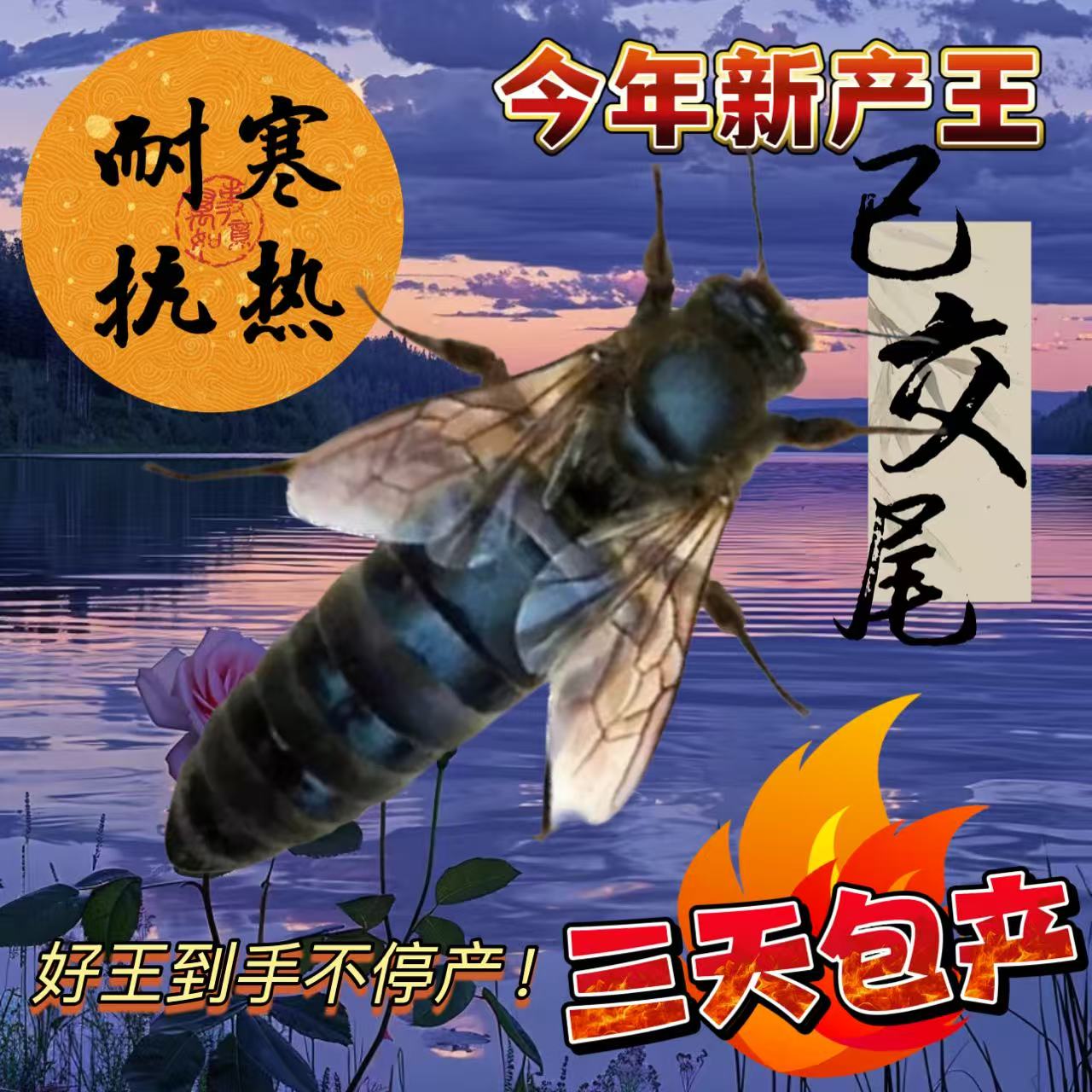 【已开产2个月产王】中蜂蜂王种王阿坝长白山土蜂伏牛华中麻王新王