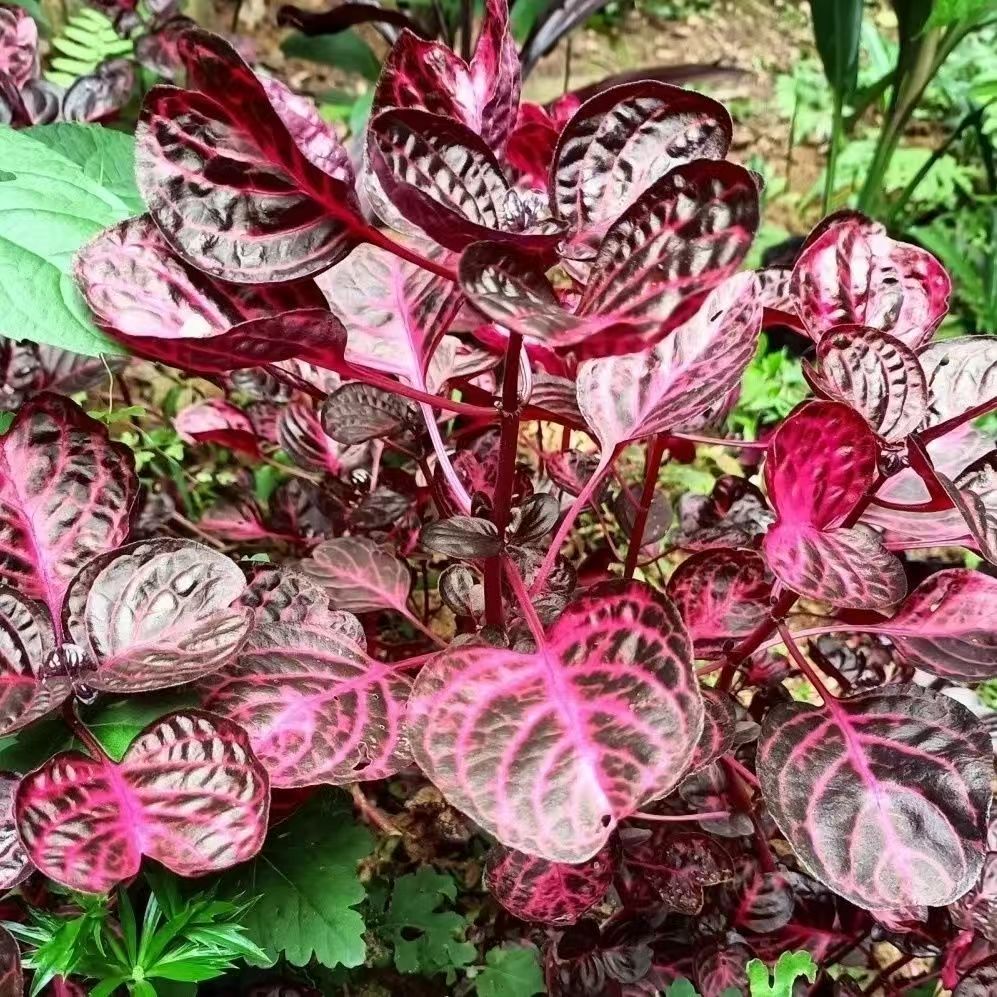 锦叶雪苋天葵血苋一口红 四季可采红靛 汉宫秋红叶苋红木耳红洋花