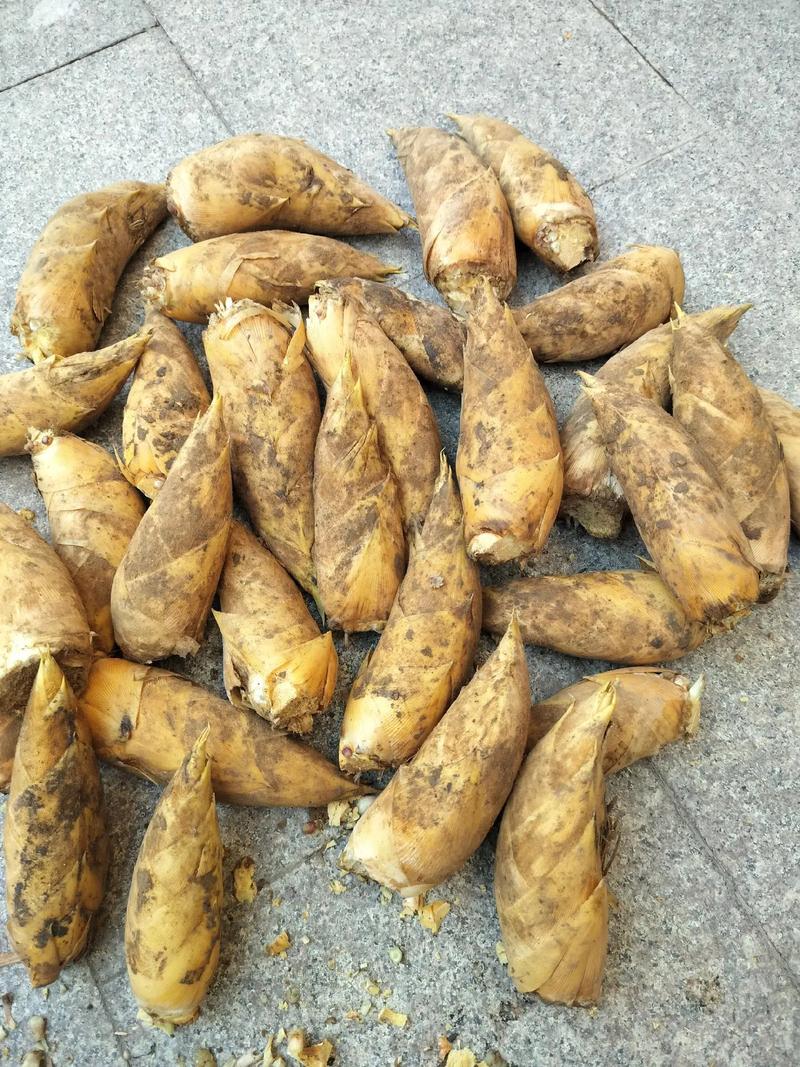 冬笋 饱满现挖冬笋来自湖南湘西山林的鲜嫰爽口带黄泥