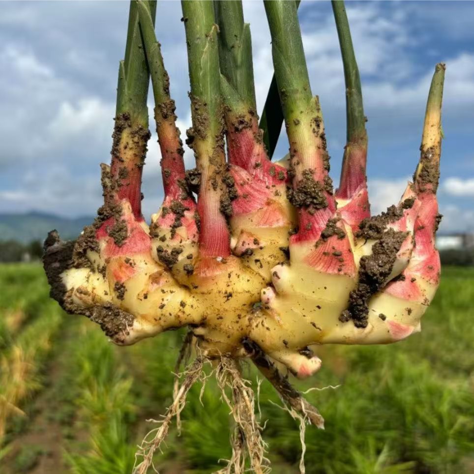 云南新鲜红芽小黄姜新姜当季蔬菜调味佳品正宗新现挖生姜小黄姜