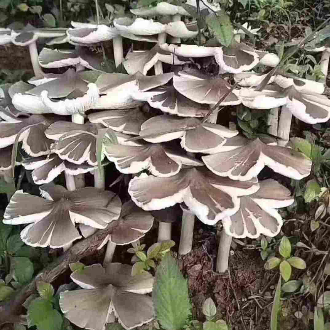  鸡枞菌原种 子菌包高产白蚁菌伞把菇三塔菌鸡肉菌夏至菇四季可种
