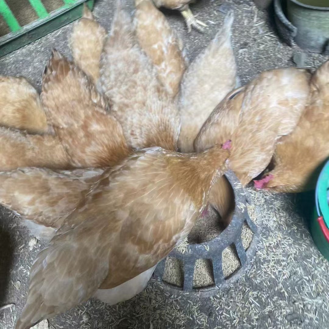 【顺丰包邮】农村散养土鸡喂谷童子鸡生鲜纯手工宰杀走地鸡现杀整鸡