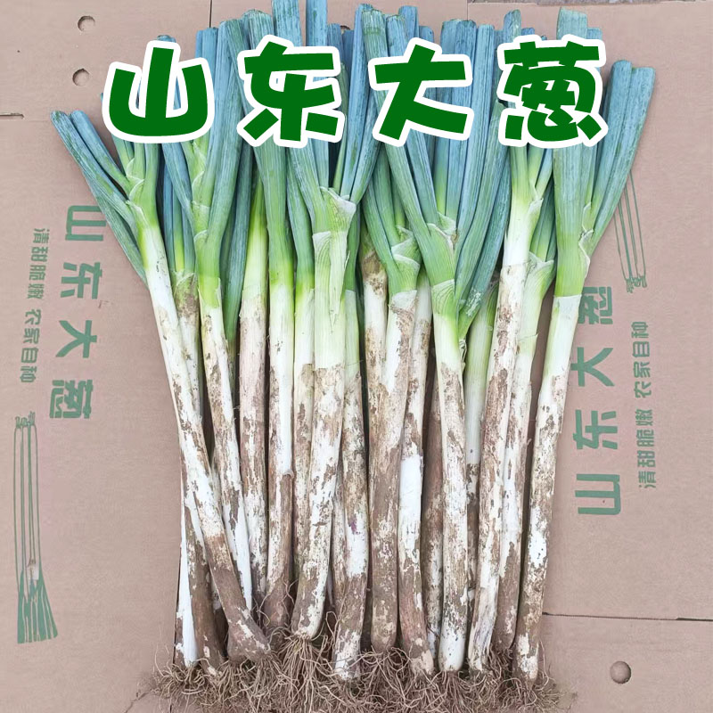山东安丘铁杆大葱新鲜蔬菜现挖甜脆蘸酱产地直发