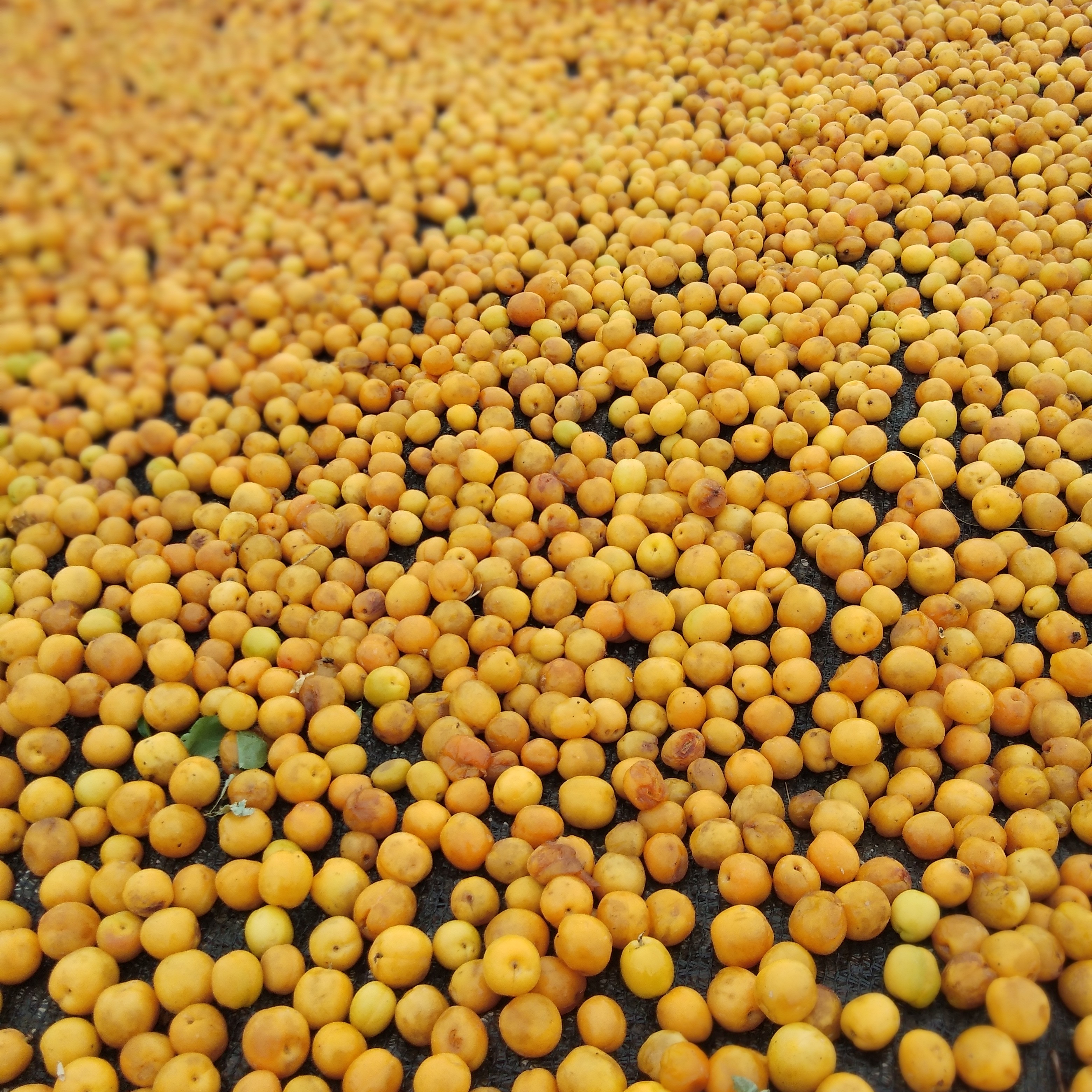 新疆哈密自家晾的小白杏杏干