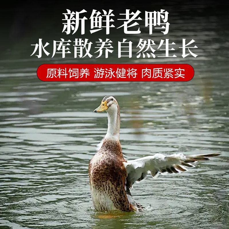 农村放养三年老鸭正宗溪水河鸭带料包