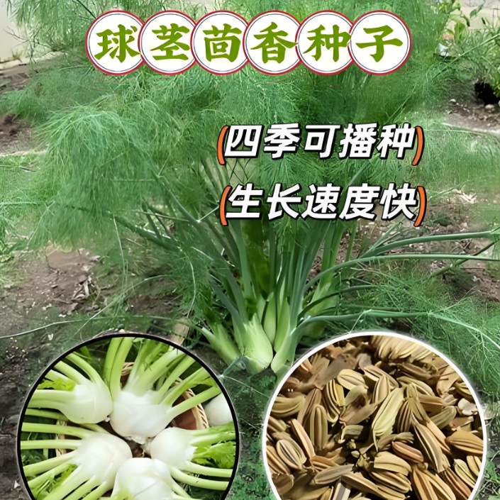 【球茎茴香种子】家庭阳台小院四季种植盆栽地栽易种易活