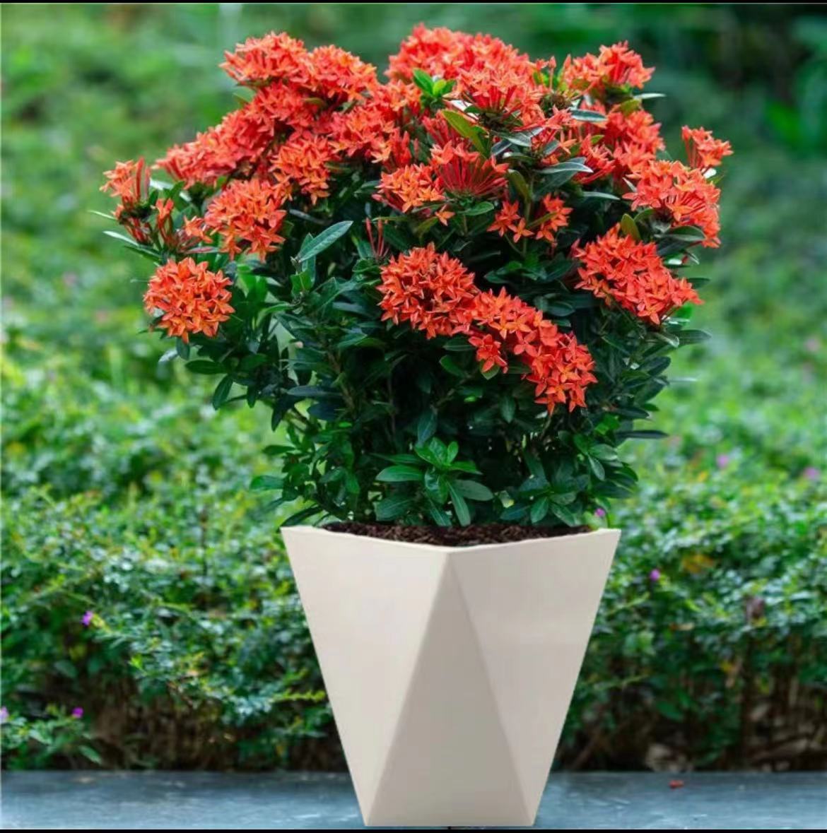 龙船花盆栽带花苞庭院阳台耐热植物懒人好养花卉绣球花卉绿植S