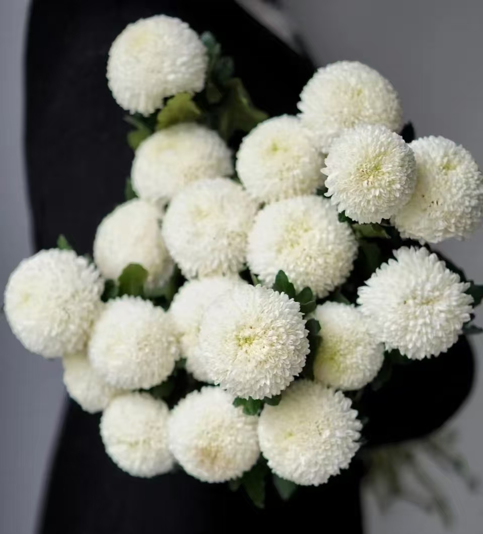 【剑兰】云南鲜花基地直发办公室鲜花