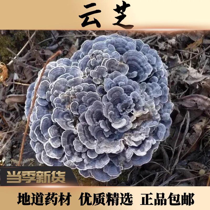 云芝正宗深山农家云芝100g克正品中药材精选杂色云芝农产品硫磺