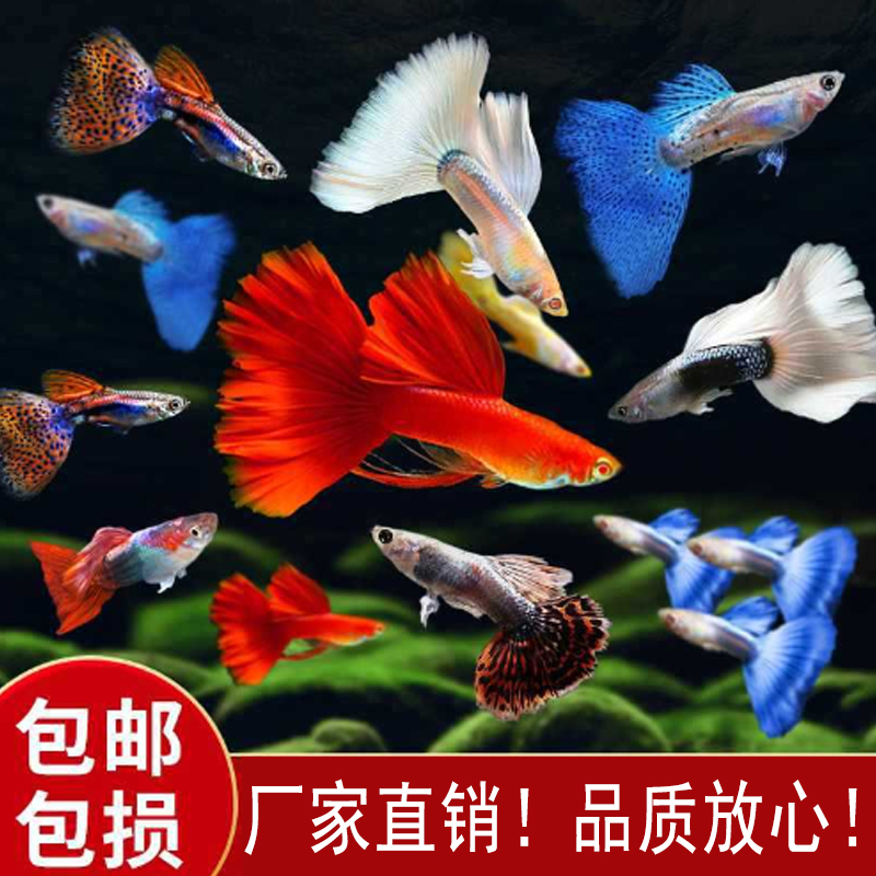 小型淡水热带观赏鱼胎生宠物鱼纯种精品孔雀鱼活体渔场直发包损