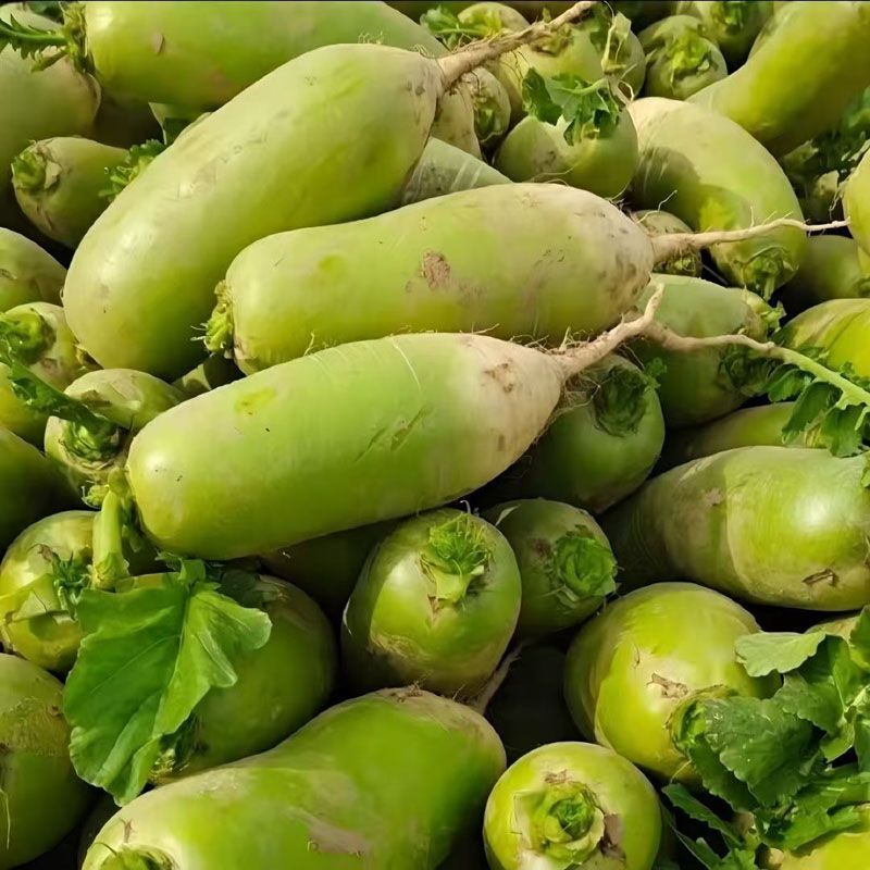 【9斤福利】正宗愣头青萝卜辣萝卜农家自种新鲜蔬菜现挖现发