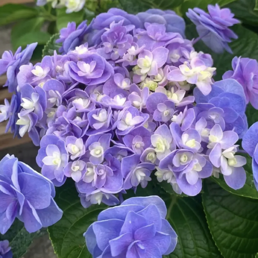 【头花】绣球阳台庭院盆栽地栽南北方可种