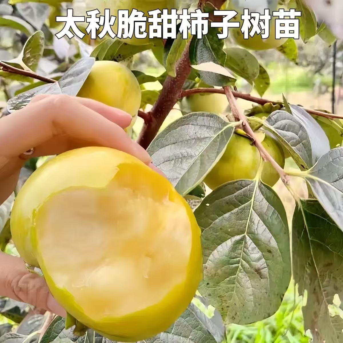 嫁接太秋柿子果树苗南北方庭院种植柿子树苗盆栽地栽耐寒柿子树苗