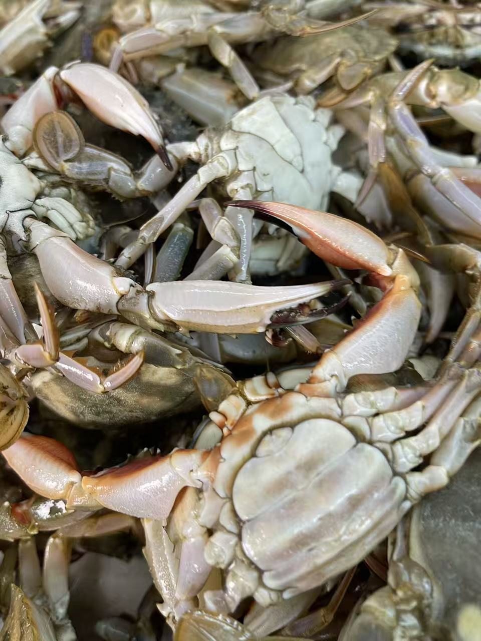 花盖 青蟹 保鲜不保活 不保腿全 嫌小勿拍 顺丰发货