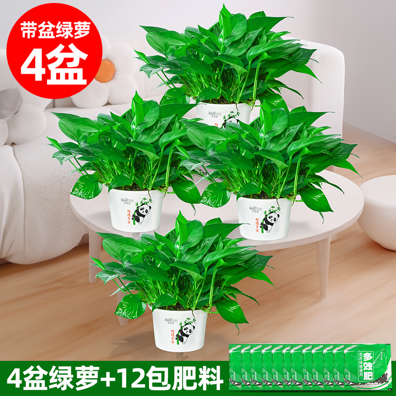 定制熊猫盆绿萝盆栽新房除甲醛净化空气室内好养水培土培绿植花卉