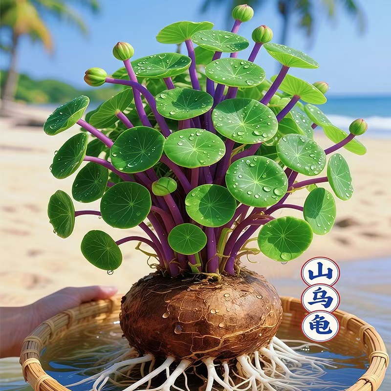 山乌龟金不换植物盆栽红藤圆叶懒人绿植爬藤观叶室内水培阳台客厅