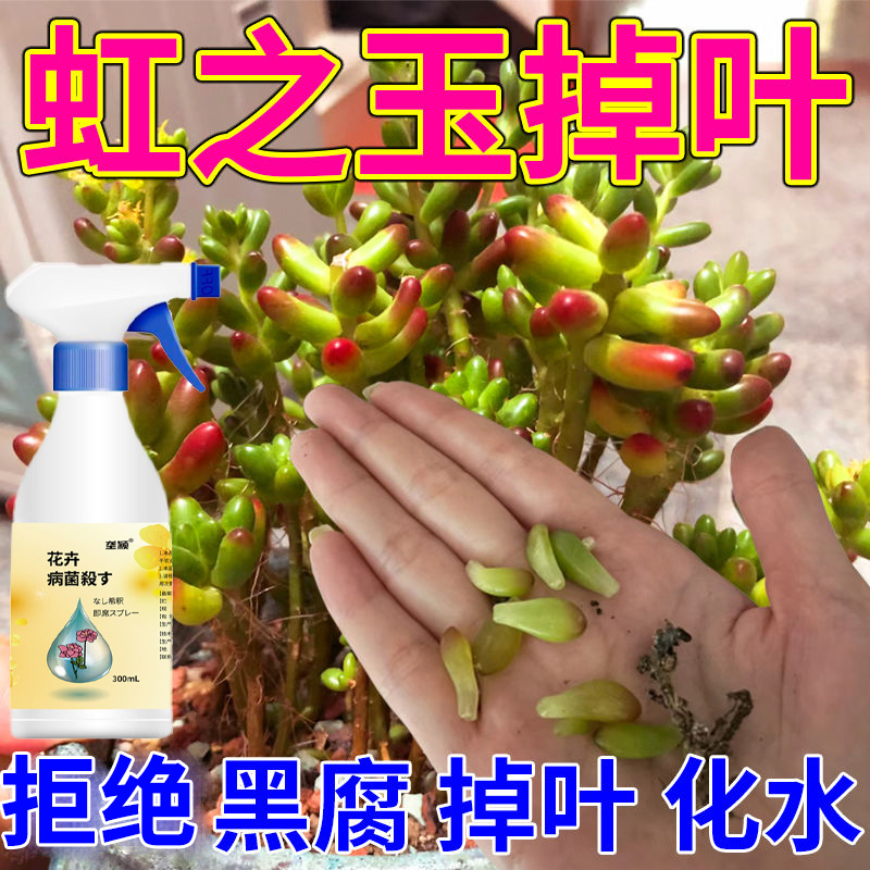 【虹之玉专用】多肉掉叶专用喷剂多菌灵营养液黑腐白粉炭疽化水肥料