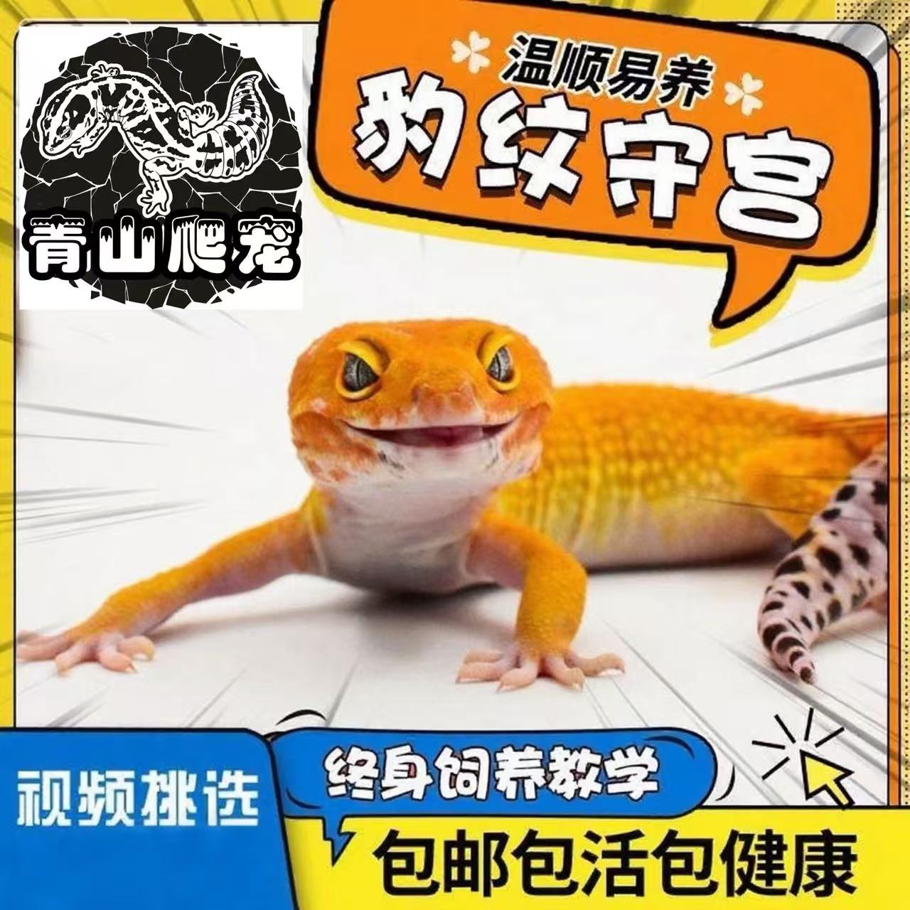 豹纹守宫新人饲养宠物